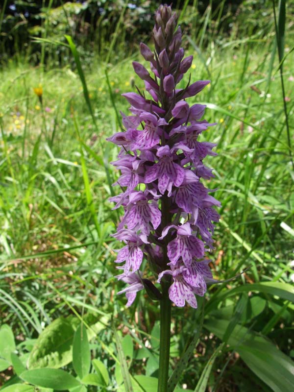 Orchis pallens